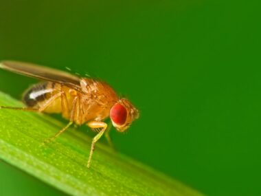 fruit fly